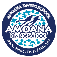 ダイビング マリンスポーツ レジャーならお任せ下さい アモアナダイビングスクール Amoana Diving School Padiダイブセンター 認定ショップ